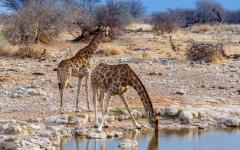 Giraffes at a waterhole in Namibia.