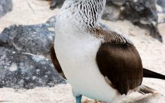 Blue-footed booby on the Galapagos Islands.