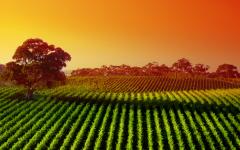 Vineyard landscape, Adelaide.