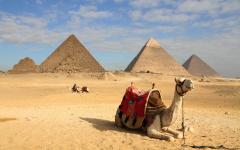 Camel in front of the pyramids in Giza.