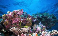 Underwater view of Great Barrier Reef.