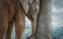 Baby Elephant Resting in Between the Legs of His Mother, Kruger National Park, South Africa.