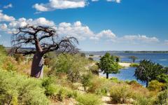 Chobe River with trees in the foreground including a Baobab tree | Botswana Africa 