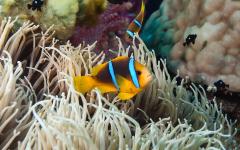 Clownfish in a sea anemone in Fiji.