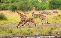 Giraffes drinking from a watering hole in Kruger National Park.