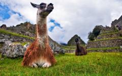 Two llamas at Machu Picchu.