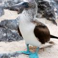 Blue-footed booby on the Galapagos Islands.