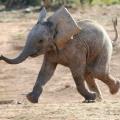 African Baby Elephant Running. Credit: Shutterstock. 
