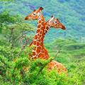 Two bright orange Kenyan giraffes standing side-by-side above the treetops 