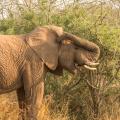 African elephant reaching back and itching its ear with its trunk | South Africa 