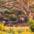 Family of African elephants residing for the night under the shade of a big tree 
