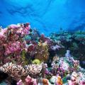 Underwater view of Great Barrier Reef.