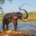 Elephant bathing in the waters of Kerala.