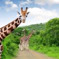 Close up of a South African giraffe with its family in the background | Kruger National Park, South Africa