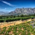 View of a Stellenbosch vineyard with mountains in the background | Cape Winelands, South Africa 