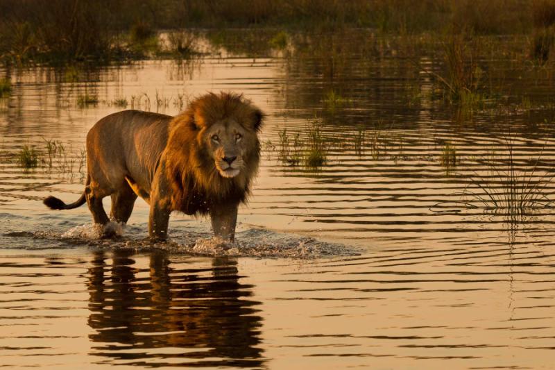 Safari Lion in the Water, Botswana. Credit: Shutterstock. 