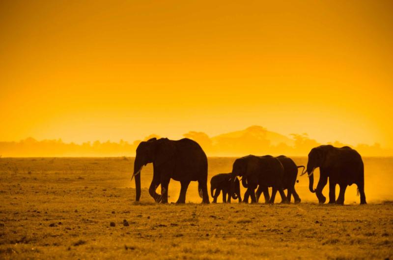 Silhouettes of Elephants in Kenya. Credit: Shutterstock. 