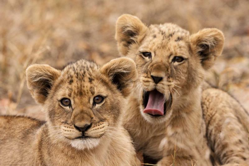 Lion Cubs in Kruger National Park, South Africa. Credit: Shutterstock. 