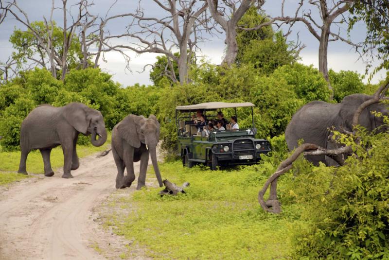 Elephant Safari in Botswana. Credit: Shutterstock. 