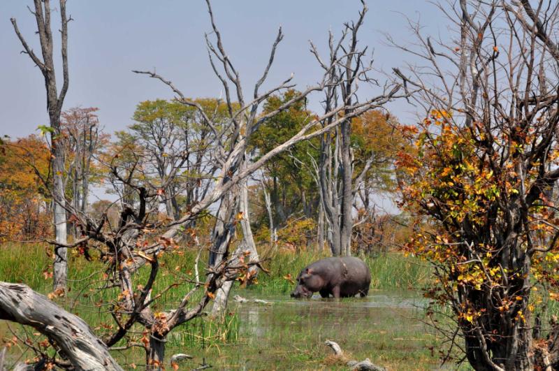 Hippo Foraging in Botswana. Credit: Shutterstock. 