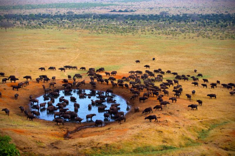 Buffalo at a Watering Hole. Kruger National Park, South Africa. Credit: Shutterstock.