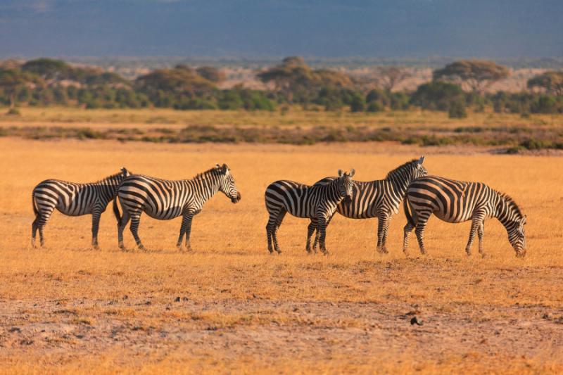 Zebras in the Dry Grass in Maasai Mara. Credit: Shutterstock. 
