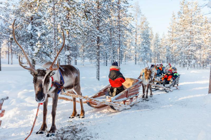 Family reindeer safari in Lapland.