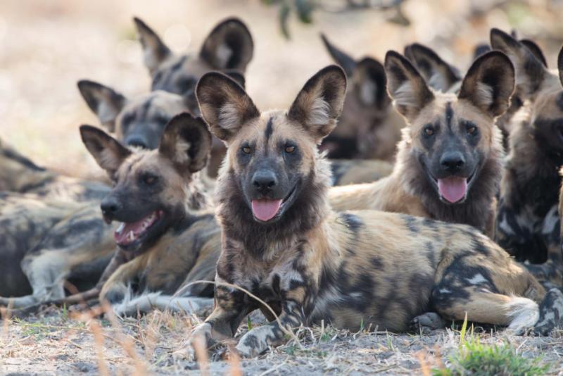 A pack of wild dogs.