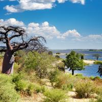The Chobe River with lush greenery on the river's edge and a baobab tree in the foreground | Botswana, Africa