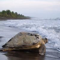 Sea turtle at Tortuguero National Park. 