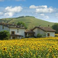 Sunflower fields in Bologna.