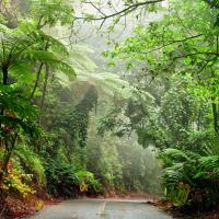 australia road through daintree rainforest national park