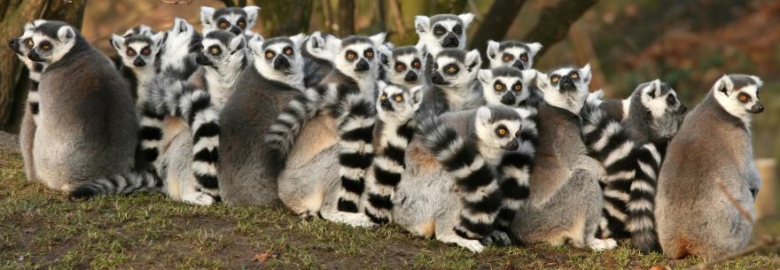 Lemurs are just one of Madagascar's unique species of local wildlife.